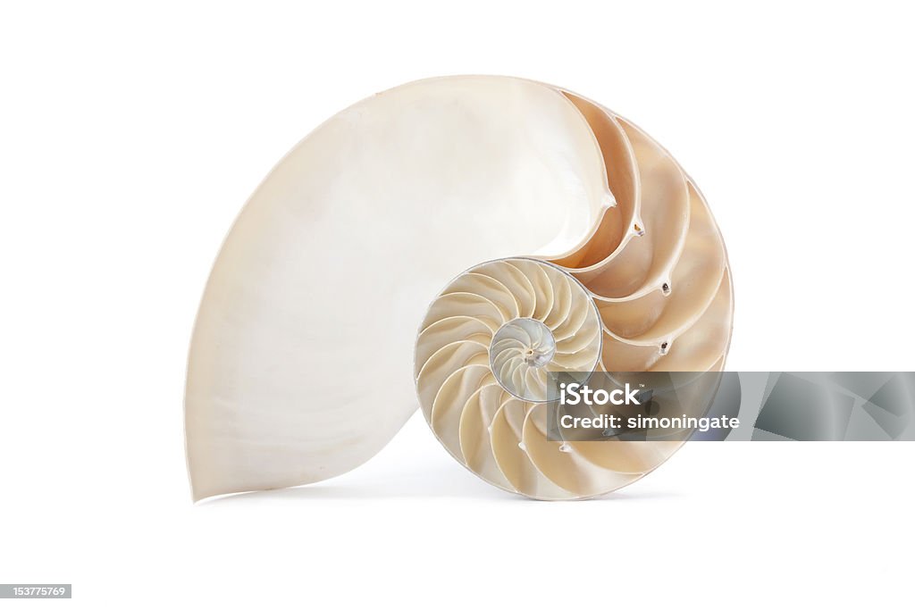 Łodzik shell i słynne geometryczny wzór - Zbiór zdjęć royalty-free (Zwierzęca skorupa)