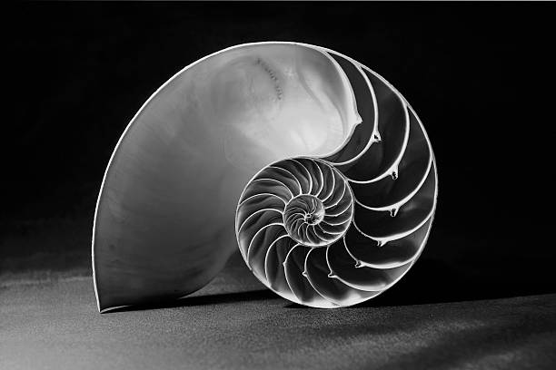 Black and white nautilus shell with geometric pattern Monochrome shot of the perfect fibonacci pattern inside a nautilus shell invertebrate photos stock pictures, royalty-free photos & images