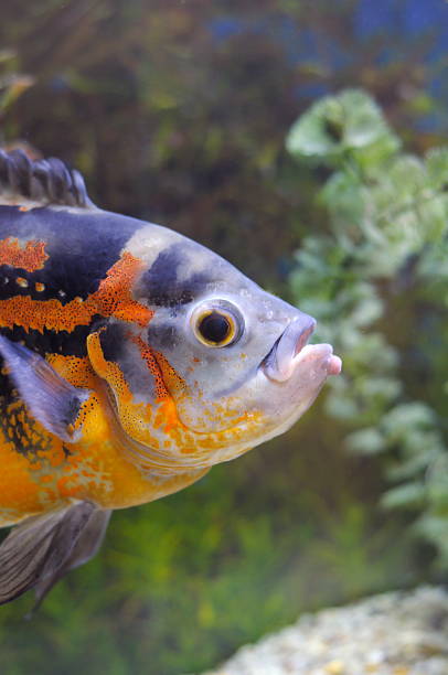 istock Astronotus ocellatus 153775884