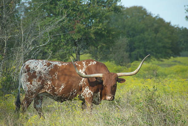 istock longhorn stare down 153775900