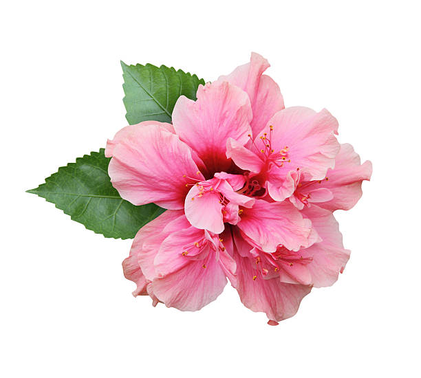 istock Hibiscus flower isolated on white background 153775984