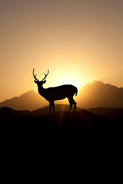 istock Silhouette of mike deer against sunset 153776066