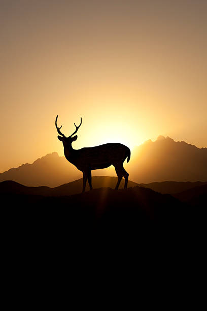 Silhouette of mike deer against sunset stock photo