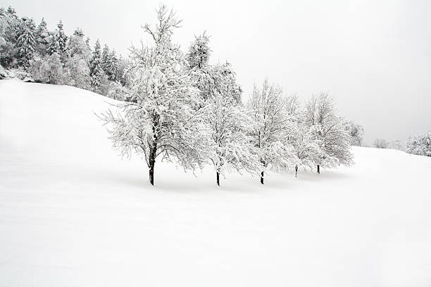 winter landscape stock photo