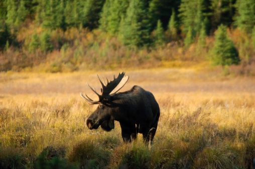Early morning image of lone moose eating the vegetation from a short tree.\n\nTaken near Grand Teton National Park, Wyoming, USA