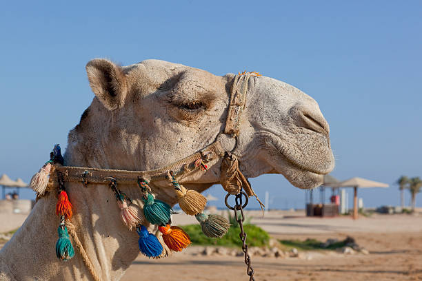 Camel on beach stock photo