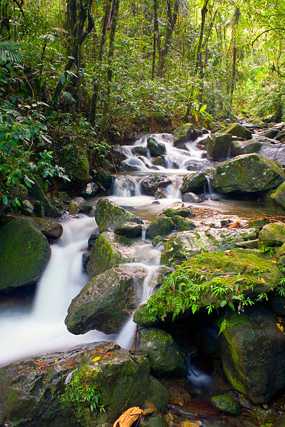 The Anvil River Stream El Yunque river stream Puerto Rico. el yunque rainforest stock pictures, royalty-free photos & images