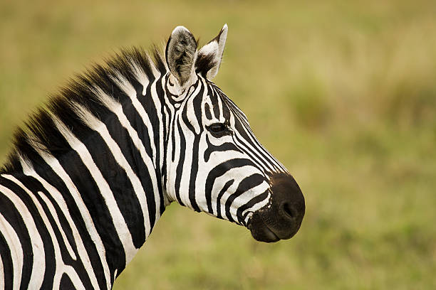 istock Profile Shot of a Burchell's Zebra 153776464