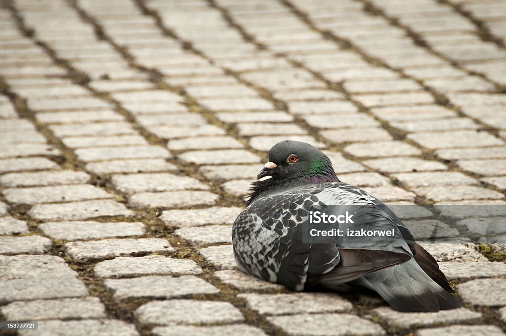 Single pigeon sitting calmly on cobble stone walk Single grey pigeon sitting calmly on cobble stone walk downtown Animal Stock Photo