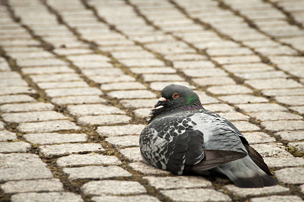 Single pigeon sitting calmly on cobble stone walk stock photo
