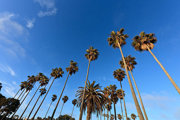 Palm Trees under a blue sky stock photo