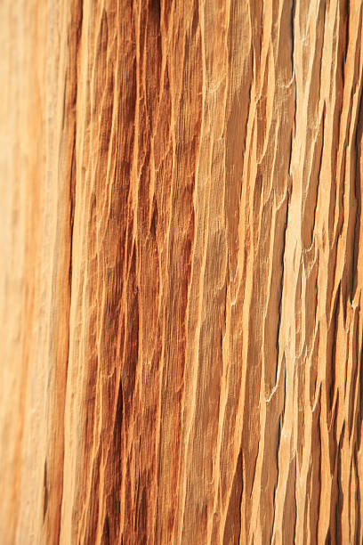 낟알 - bristlecone pine pine tree tree forest 뉴스 사진 이미지