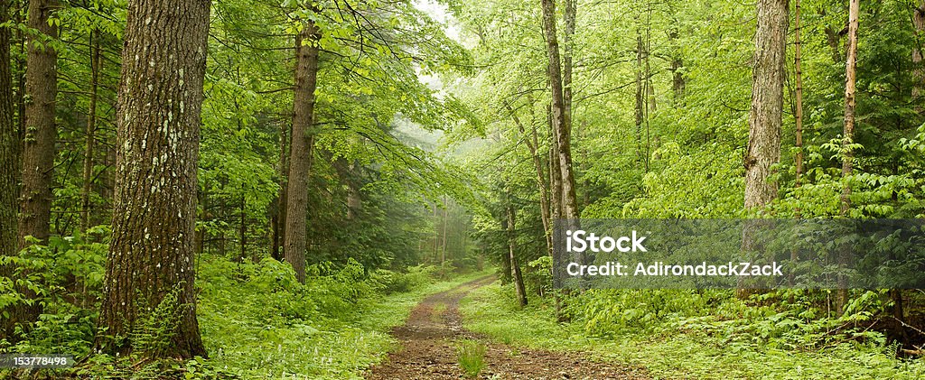 Camino forestal Pano - Foto de stock de Camino libre de derechos