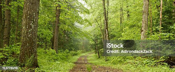 Camino Forestal Pano Foto de stock y más banco de imágenes de Camino - Camino, Carretera de un solo carril, Bosque