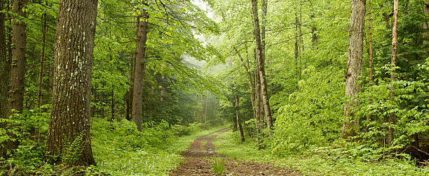 Forest Road Pano Winding forest road through lush green forest single lane road footpath dirt road panoramic stock pictures, royalty-free photos & images