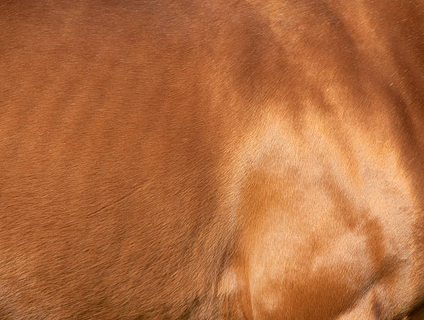 istock Coat of chestnut horse 153778693