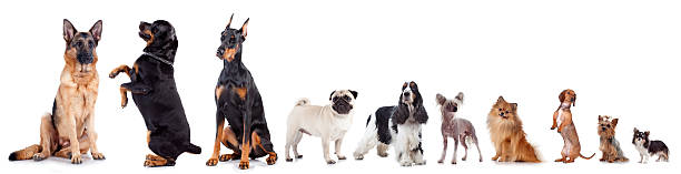 istock Group of dogs 153778704