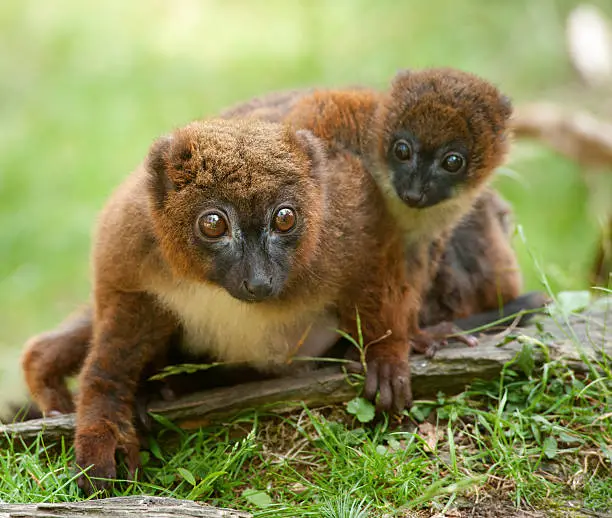 Cute Red-bellied Lemur with baby (Eulemur rubriventer)