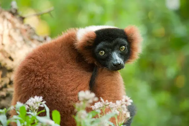 Photo of Beautiful red ruffed lemur