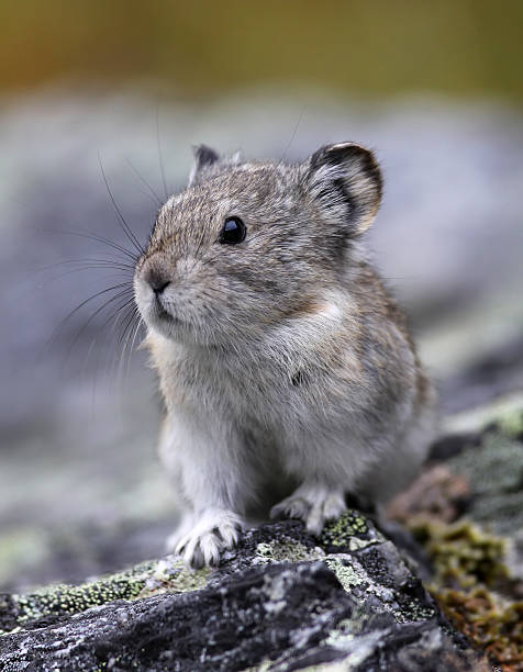 Pika on the Rocks A tiny Collared Pika, the smallest member of the rabbit family, displays his whiskers and feet on a wilderness avalanche slope in Alaska. hyrax stock pictures, royalty-free photos & images