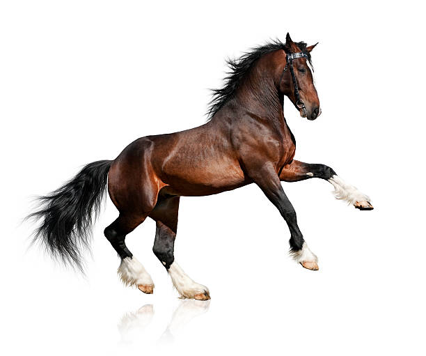 istock Bay horse isolated on white background 153778991