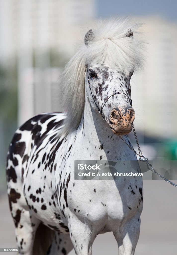 Miniature horse (pony) Miniature horse (pony) in city. Miniature Horse Stock Photo