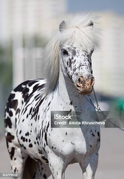 Miniature Horse Stock Photo - Download Image Now - Miniature Horse, Animal, Animal Mane