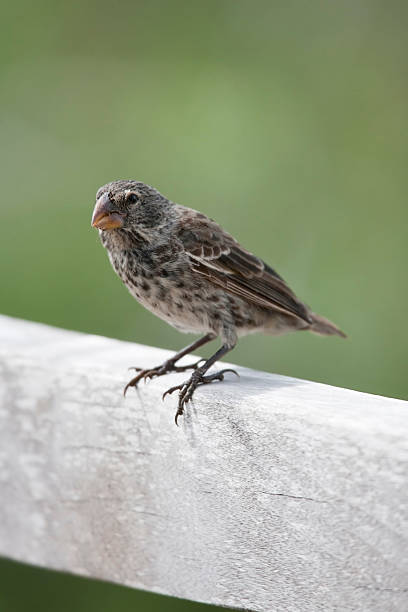 istock Medium Ground-Finch female 153779171