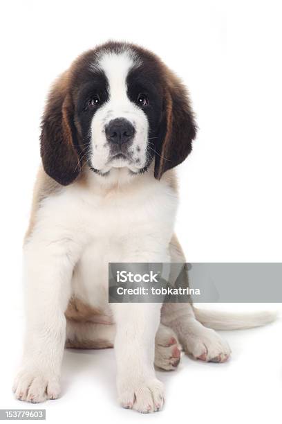 Wobegone Saint Bernard Cachorrinho Em Fundo Branco - Fotografias de stock e mais imagens de São Bernardo - São Bernardo, Cachorrinho, Animal