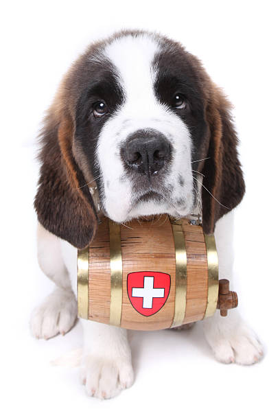 san bernardo cachorro con un cilindro de rescate en el cuello - saint bernard fotografías e imágenes de stock