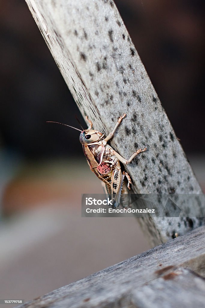 Colorido Locust ubicada en madera - Foto de stock de Colorido libre de derechos