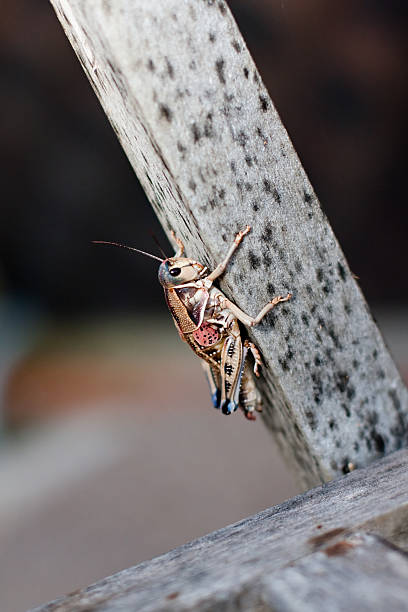 na locust wznosi się na drewnie - giant grasshopper zdjęcia i obrazy z banku zdjęć