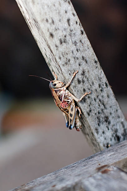 красочные саранча возвышающегося на деревянной - giant grasshopper стоковые фото и изображения
