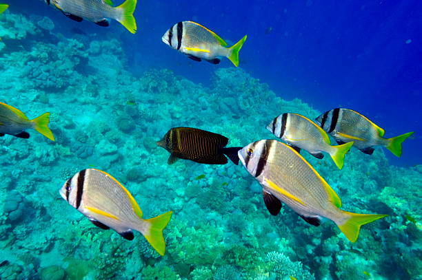 istock tropical fishes 153779773
