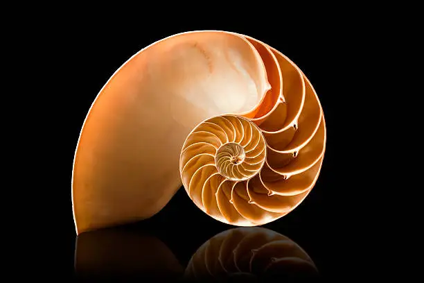 A perfect and amazing fibonacci pattern in a nautilus shell
