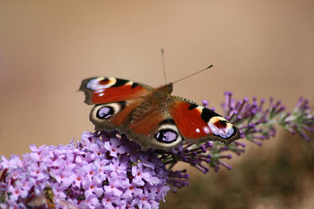 peacock butterfly stock photo