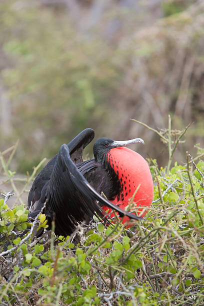 istock Magnificent Frigatebird  153780855