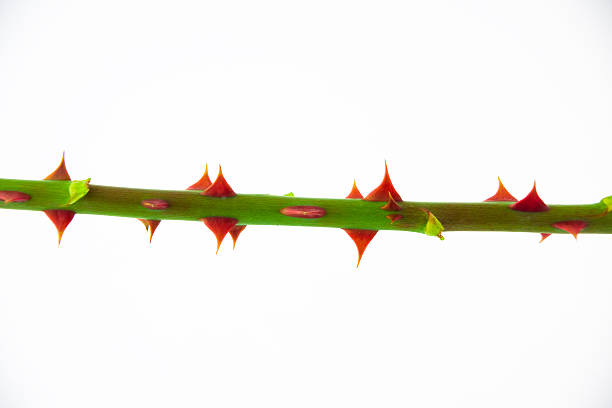 istock The stem of rose with thorns 153780887