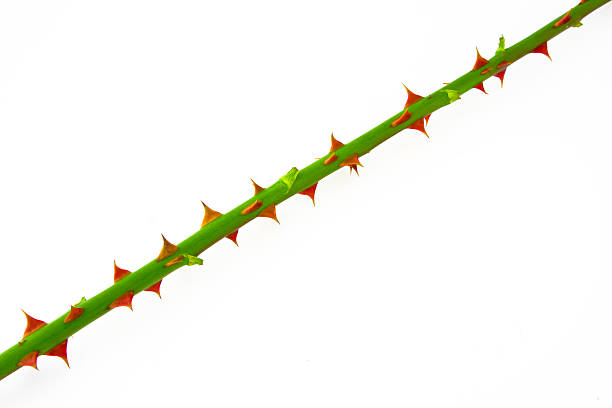istock The stem of rose with thorns 153780889