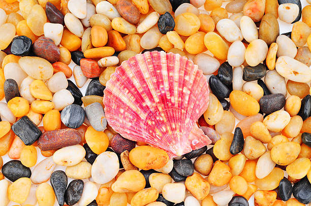 Pebbles and sea shell. stock photo