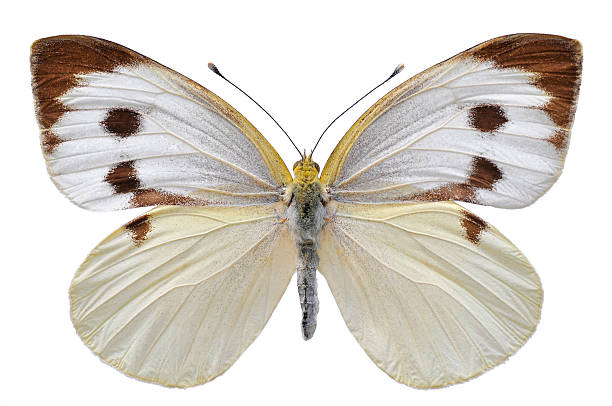 Isolated Large White butterfly Large white butterfly, also called Cabbage Butterfly or Cabbage White (Pieris brassicae), open wings isolated on white background animal antenna stock pictures, royalty-free photos & images