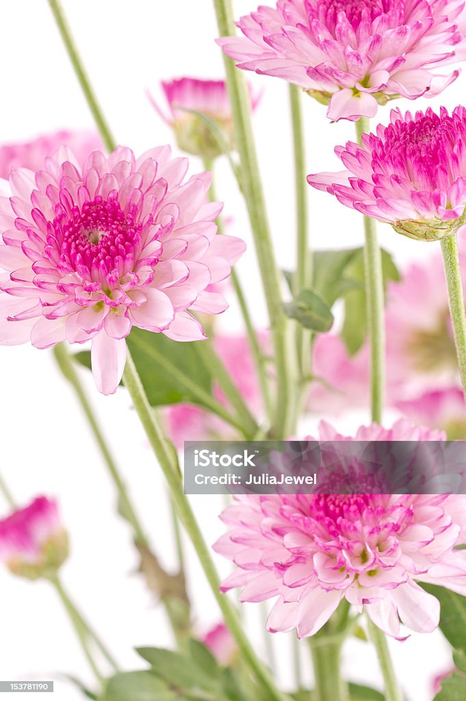 Pink chrysanthemums closeup. Pink chrysanthemums closeup on white background. Chrysanthemum Stock Photo