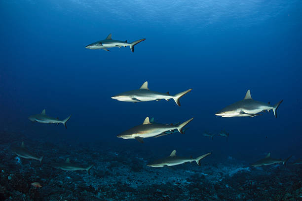 recife cinza tubarão carcharhinus amblyrhynchos - tubarão cinzento dos recifes imagens e fotografias de stock