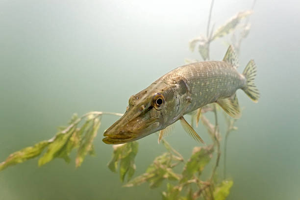 istock Pike in the lake 153781309