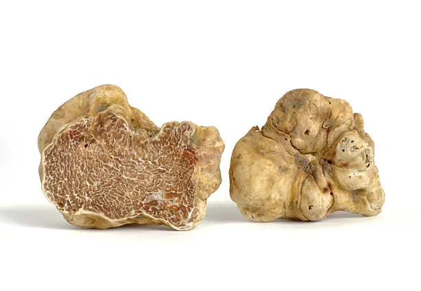 close-up of white truffle (tuber magnatum) isolated on white
