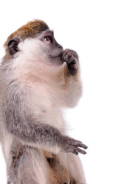 istock Vervet Monkey on the white background 153782259
