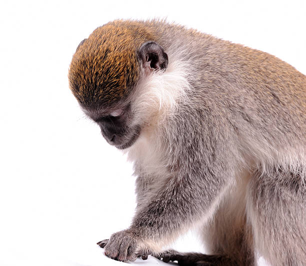 istock Vervet Monkey on the white background 153782266