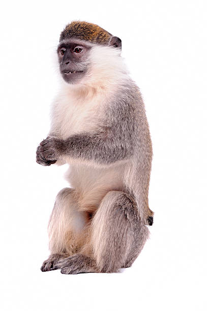 istock Vervet Monkey on the white background 153782268