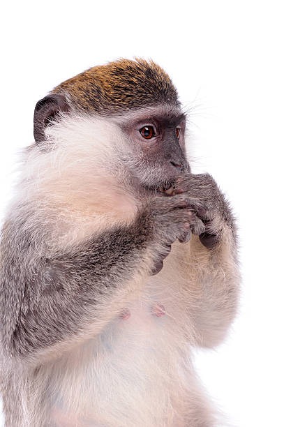 istock Vervet Monkey on the white background 153782271