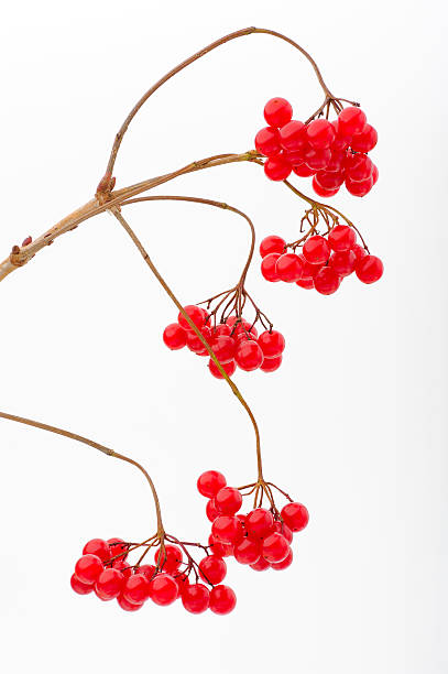 istock Berries of snowball tree 153782590